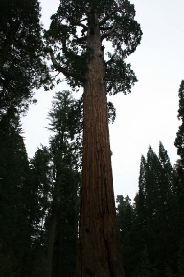 20-Sequoia 0016.JPG